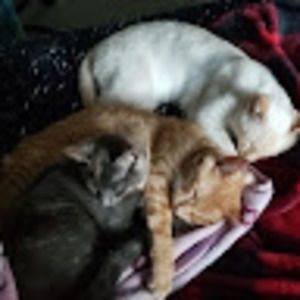 Meet your Posher, Sienna